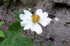 Bachblüten Wildrose