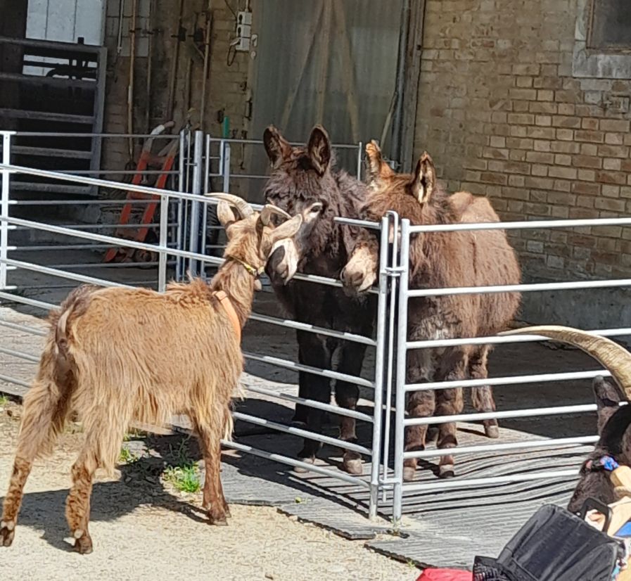 Paree begrüsst 2 Langohren