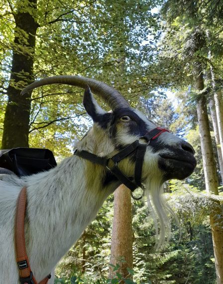 Stella im Wald