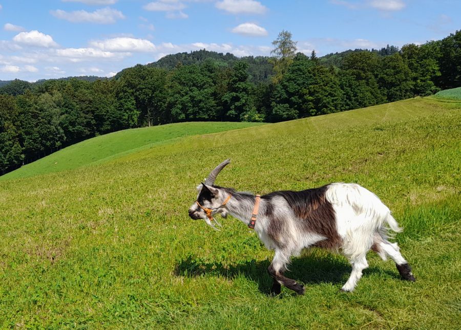 Balil darf noch sattelfrei gehen