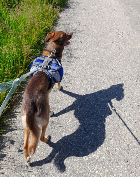 Laska  trägt stolz das Hundefutter