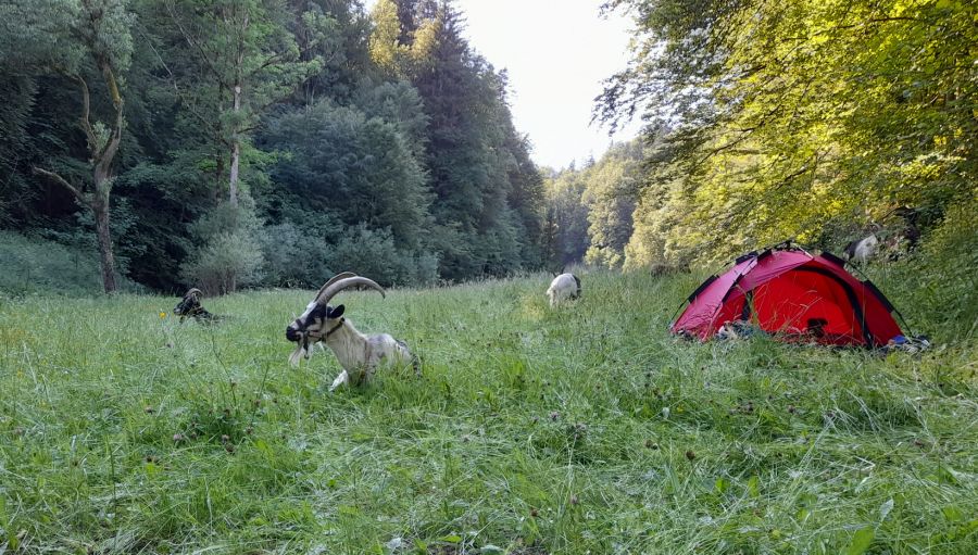 Zelt mit Laska drin und Ziegen draussen