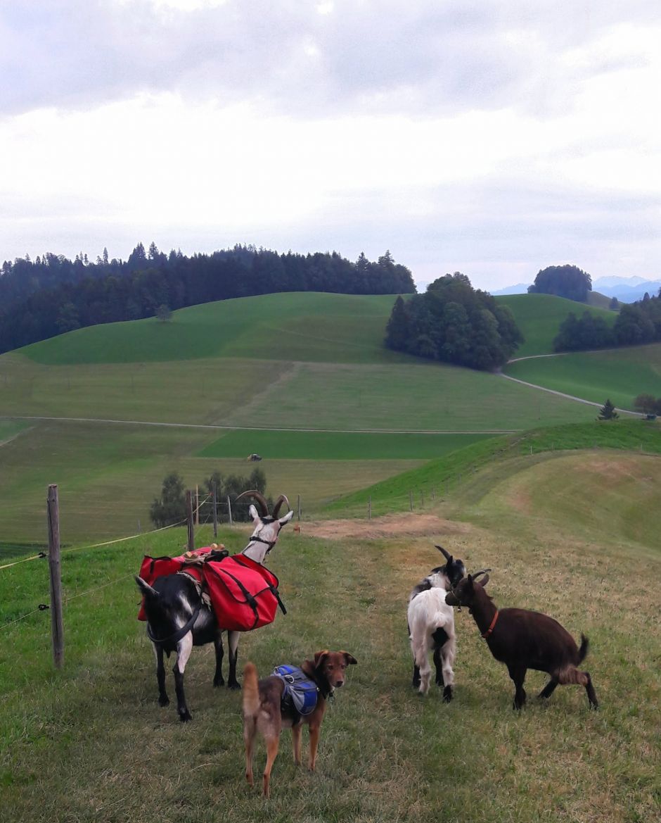 Laska ist stolze Rucksackträgerin