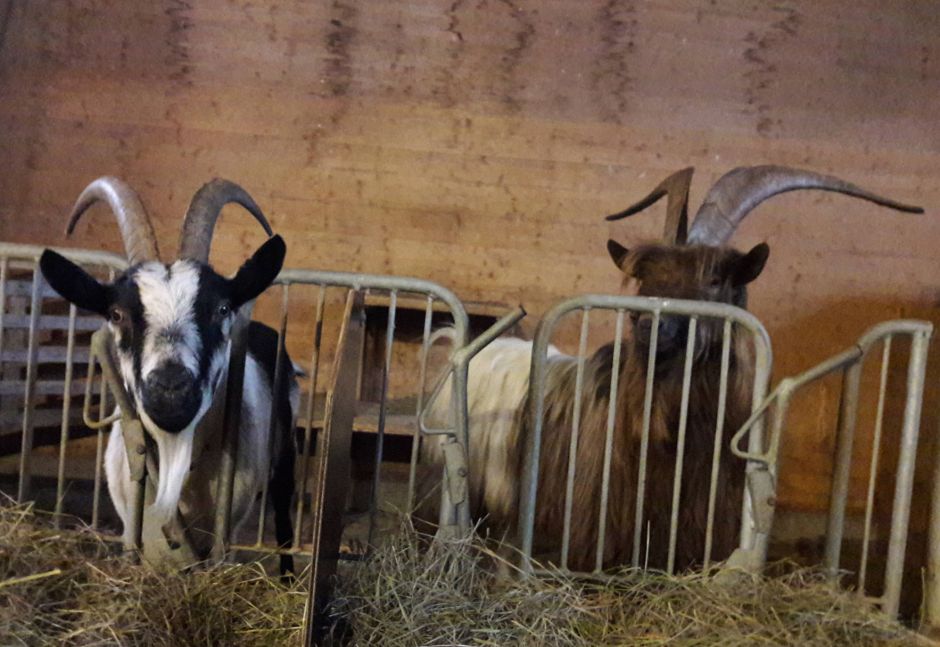 Fanciulla und Igor im Stall