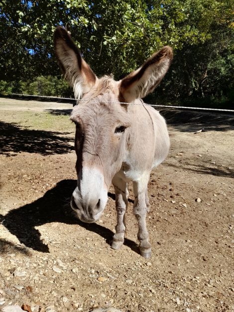 Bigoudi, der Charmeur