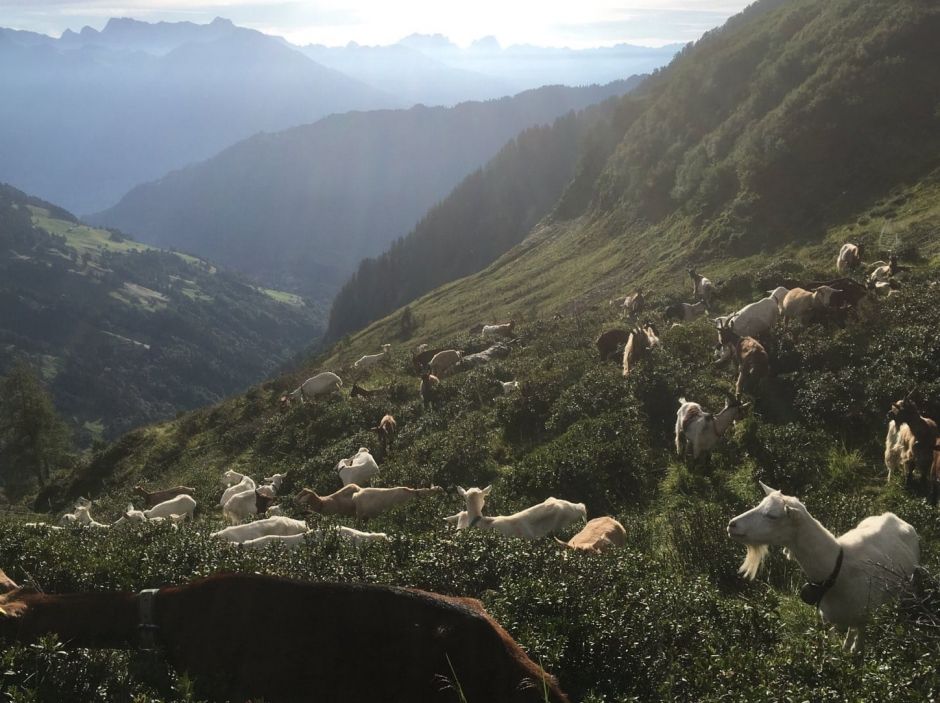 sonnige Alp