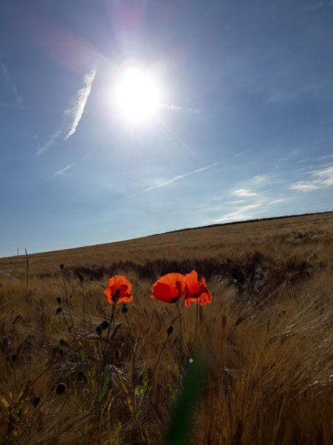 blühender Mohn