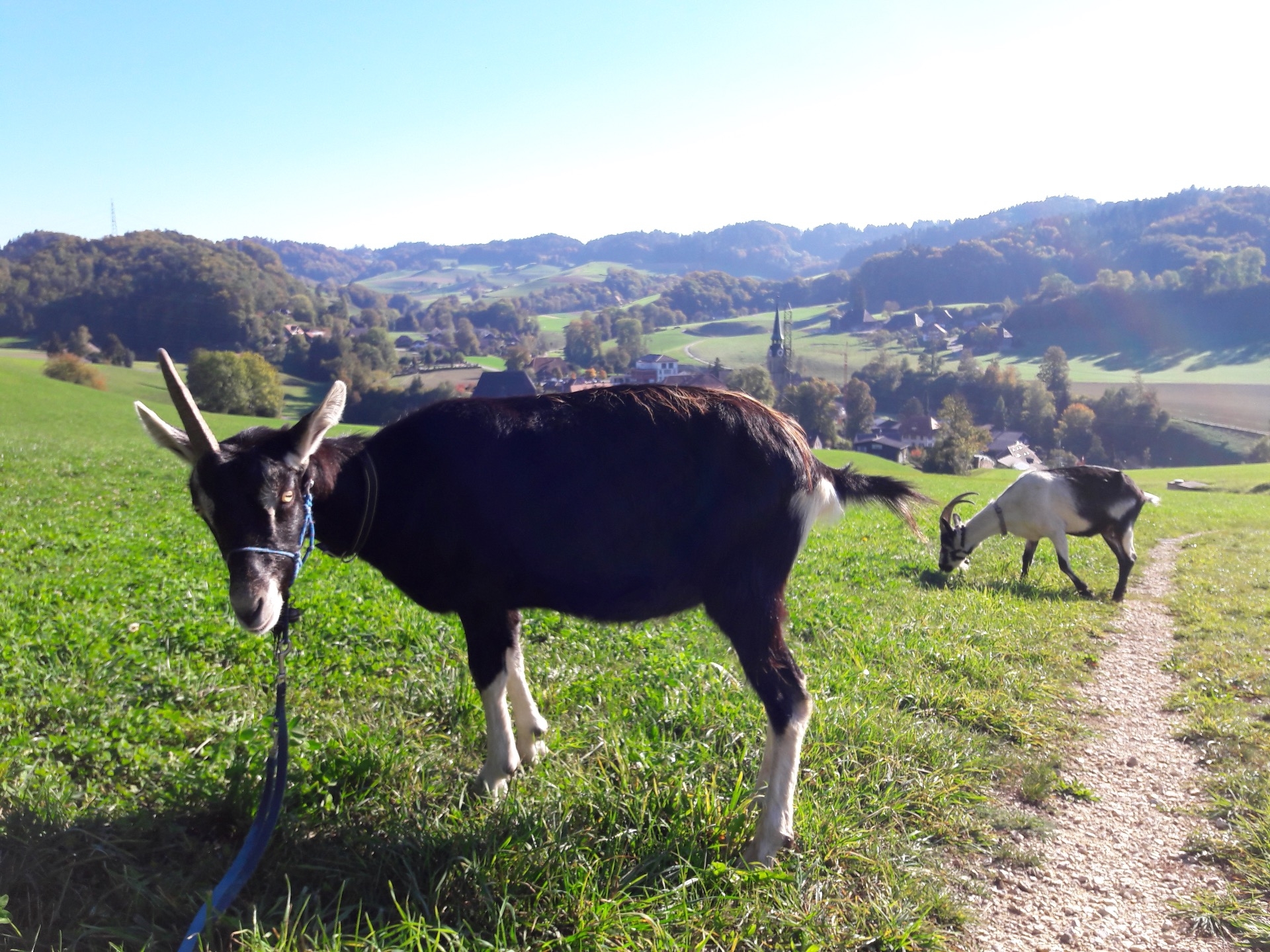 Pacioccone und Stella bei Heimiswil