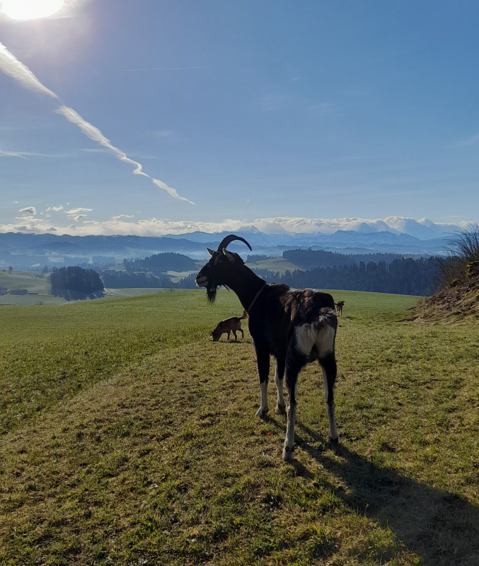 Pacioccone geniesst die Aussicht auf der Lueg Pacioccone geniesst die Aussicht auf der Lueg