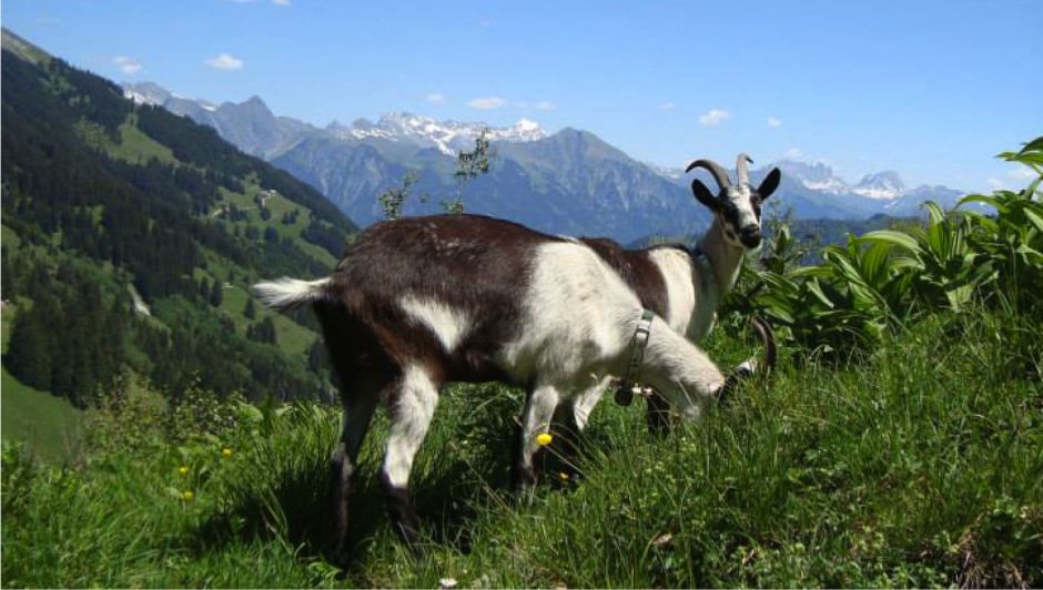 Die Geissen sind auf der Alp